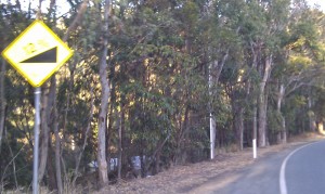 Tamborine Mtn